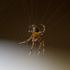 Araneus diadematus