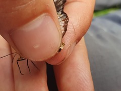 Acraea encedana