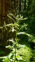 Erechtites hieraciifolius