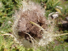 Cirsium spinosissimum
