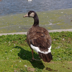 Anser anser × Branta canadensis