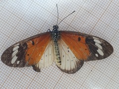 Acraea encedana