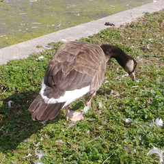 Anser anser × Branta canadensis