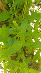 Erechtites hieraciifolius