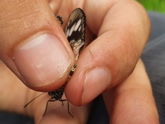 Acraea encedana