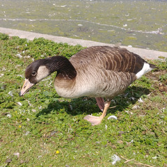 Anser anser × Branta canadensis