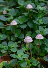 Mycena