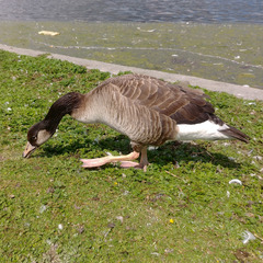 Anser anser × Branta canadensis
