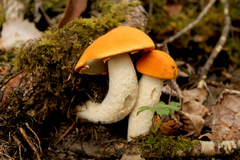 Leccinum albostipitatum