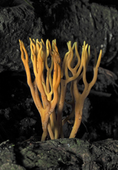 Calocera viscosa