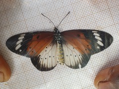Acraea encedana
