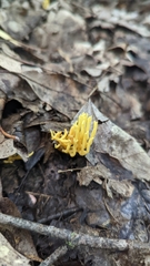 Clavulinopsis corniculata