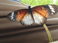 Acraea encedana