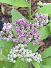 Pluchea odorata odorata