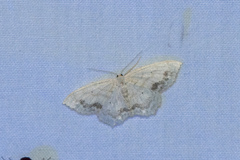 Scopula limboundata