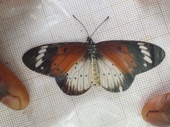 Acraea encedana