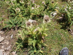 Cirsium spinosissimum
