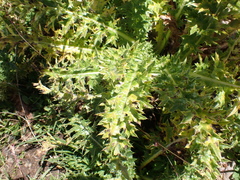 Cirsium spinosissimum