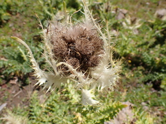 Cirsium spinosissimum