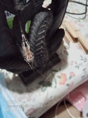 Zosis geniculata