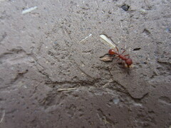 Pogonomyrmex occidentalis