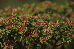 Sedum oxypetalum