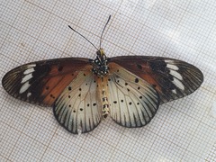 Acraea encedana