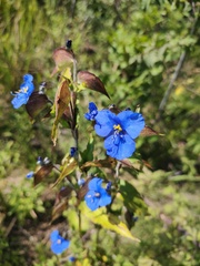 Commelina tuberosa