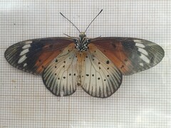 Acraea encedana