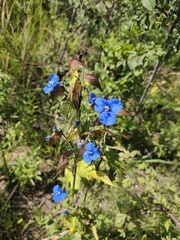 Commelina tuberosa