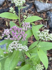 Pluchea odorata odorata