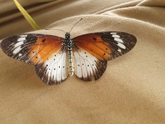 Acraea encedana