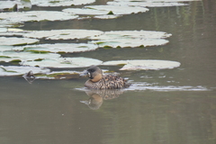 Thalassornis leuconotus