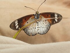 Acraea encedana