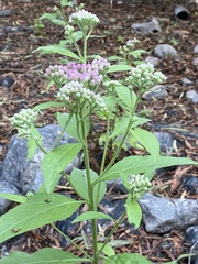 Pluchea odorata odorata