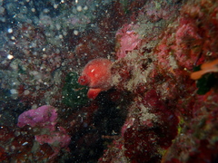 Halocynthia papillosa