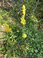 Solidago puberula