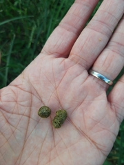 Sylvilagus floridanus