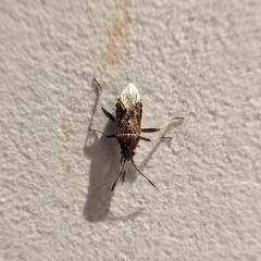 Stictopleurus punctatonervosus