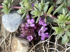 Thymus praecox