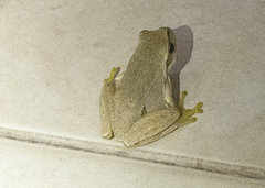 Hyla orientalis