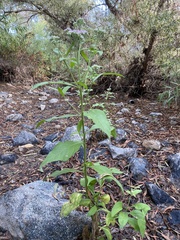 Pluchea odorata odorata