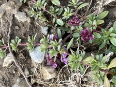 Thymus praecox