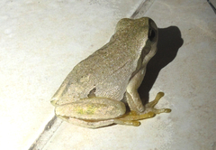 Hyla orientalis