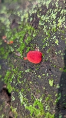 Crepidotus cinnabarinus