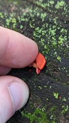 Crepidotus cinnabarinus
