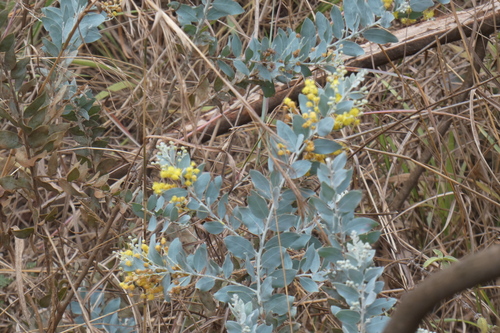Acacia podalyriifolia image