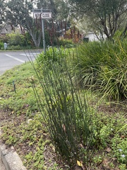 Elegia tectorum