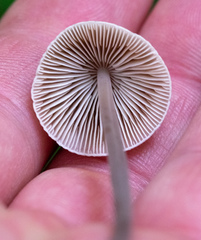 Mycena