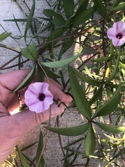 Ipomoea heptaphylla